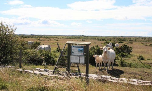 Foto: Stefan Svenaeus
