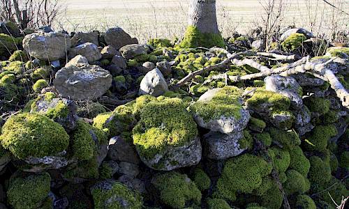 Foto: Stefan Svenaeus 2015