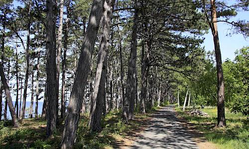 Foto: Stefan Svenaeus 2015
