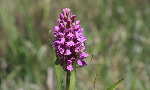 Ängsnycklar. Foto: Stefan Svenaeus