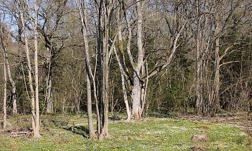 Foto: Stefan Svenaeus