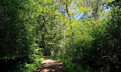 Foto: Stefan Svenaeus