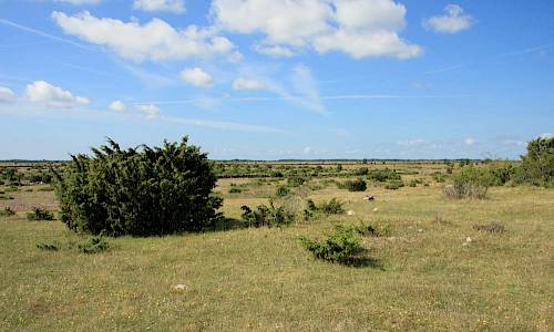 Foto: Stefan Svenaeus