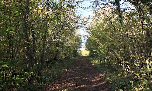 Körvägen från Holmen norrut upp i reservatet. Foto: Stefan Svenaeus