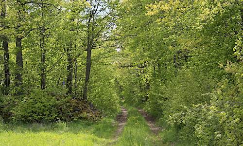 Foto: Stefan Svenaeus