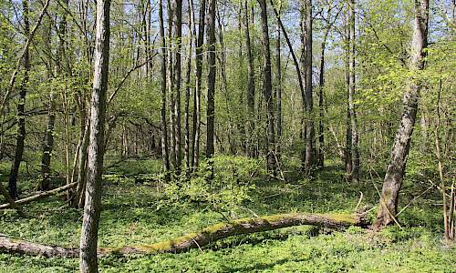 Foto: Stefan Svenaeus 2015