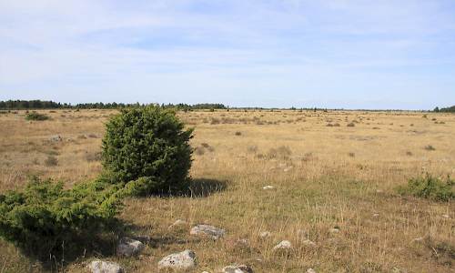 Foto: Stefan Svenaeus