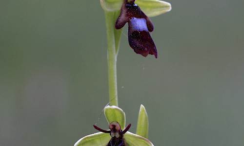 Flugblomster