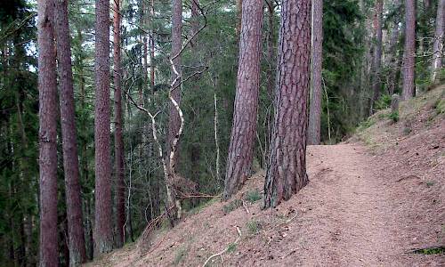 Foto: Stefan Svenaeus
