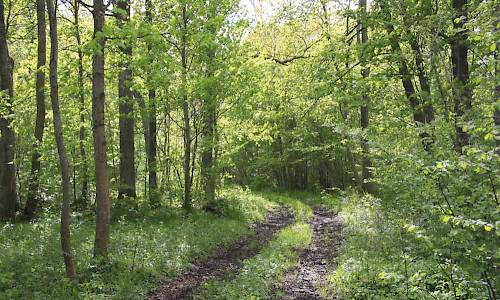 Foto: Stefan Svenaeus