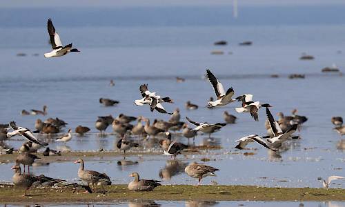 Foto: Stefan Svenaeus