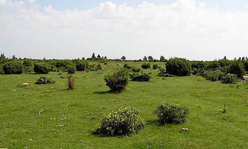 Foto: Stefan Svenaeus