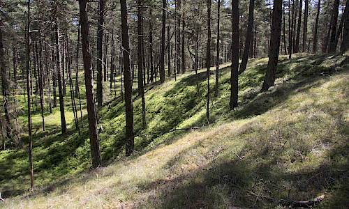 Foto: Stefan Svenaeus 2016