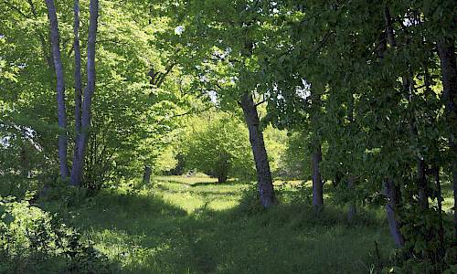 Foto: Stefan Svenaeus 2016