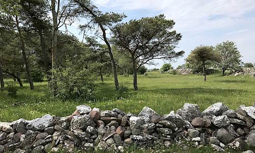 Foto: Stefan Svenaeus 2019