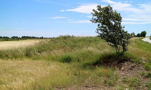 Foto: Stefan Svenaeus 2017