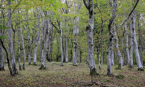 Foto: Stefan Svenaeus 2015