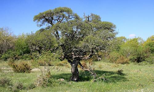 Foto: Stefan Svenaeus 2014