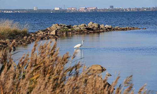 Foto: Stefan Svenaeus 2024