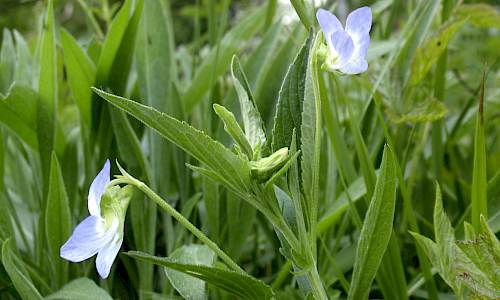 Storviol