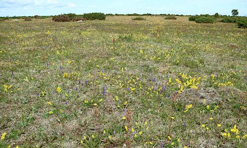 Torrängar med gulmåra och axveronika. Foto: Stefan Svenaeus 2019