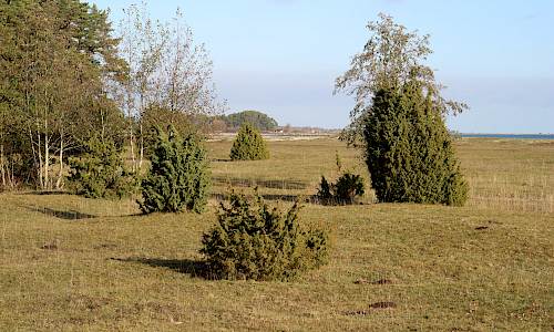 Foto: Stefan Svenaeus 2019