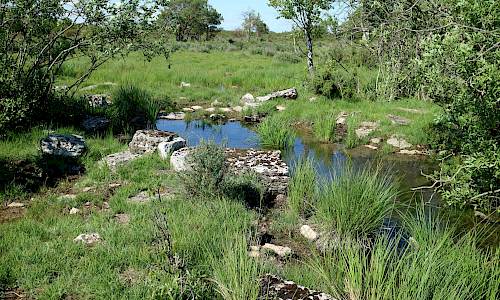 Foto: Stefan Svenaeus 2019