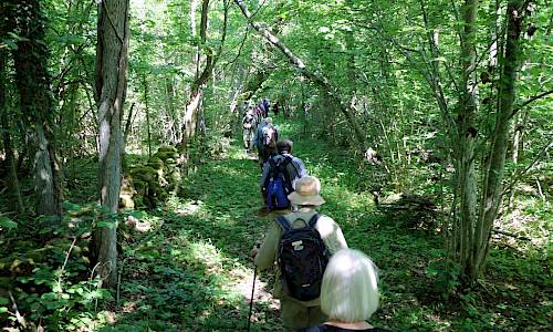 Vandring i Konungsbackens naturreservat