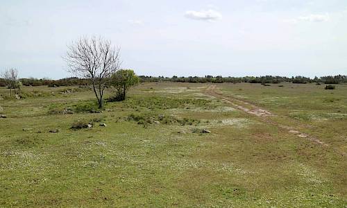 Foto: Stefan Svenaeus