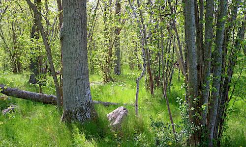 Foto: Stefan Svenaeus