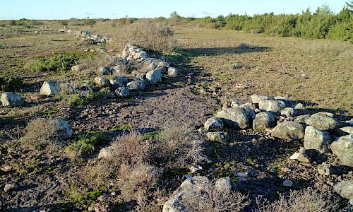Mellersta vallen Stenåsa 64:1 Foto: Stefan Svenaeus 2020