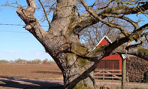 Foto: Stefan Svenaeus 2021