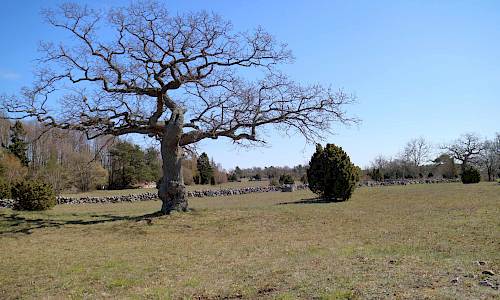 Foto: Stefan Svenaeus april 2021