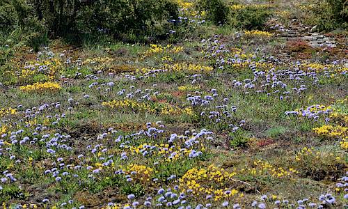 Ölandssolvända och bergskrabba Foto: Stefan Svenaeus