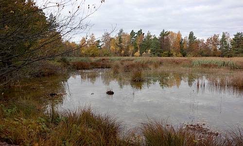 Foto: Stefan Svenaeus 2021