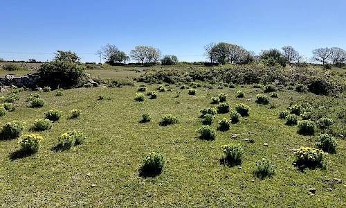 Foto: Stefan Svenaeus 2022