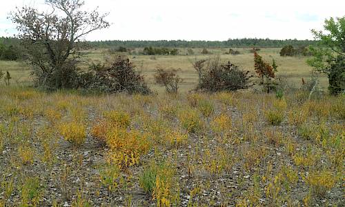 Foto: Stefan Svenaeus 2022