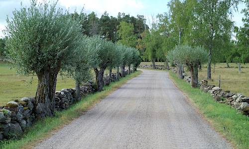 Foto: Stefan Svenaeus 2022