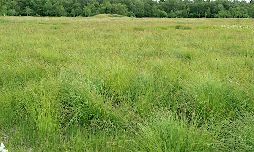 Foto: Stefan Svenaeus 2018