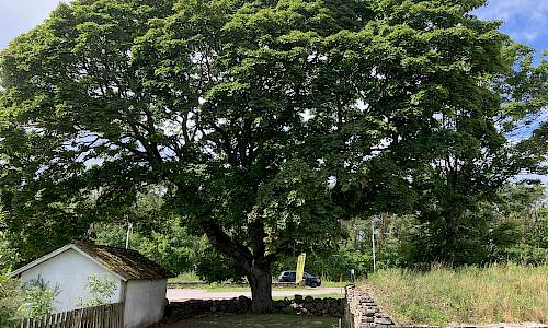 Foto: Stefan Svenaeus 2023