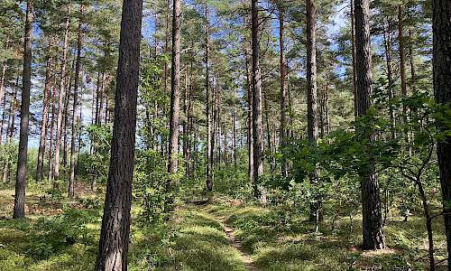 Foto: Stefan Svenaeus 2023