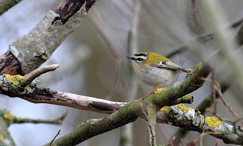 Fågelskådning på Öland