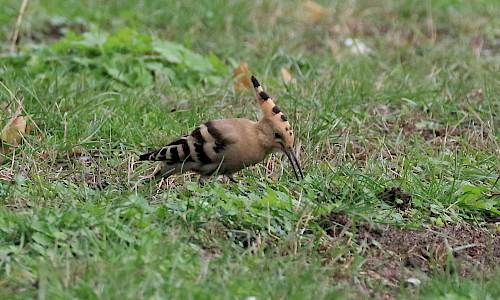 Härfågel Foto: Stefan Svenaeus