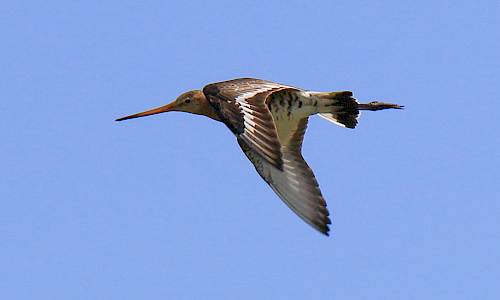 Rödspov Foto: Stefan Svenaeus