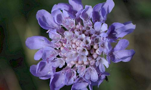 Scabiosa columbaria