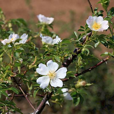 Stenros och nyponros