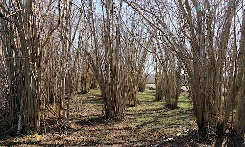 Foto: Stefan Svenaeus 2025