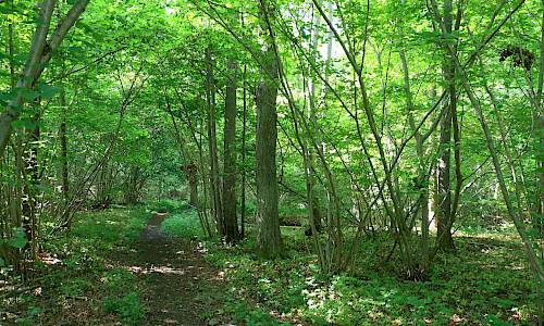 Foto: Stefan Svenaeus 2025