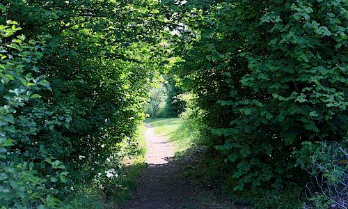 Foto: Stefan Svenaeus 2025
