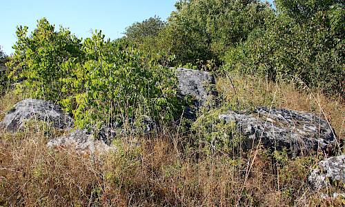 Foto: Stefan Svenaeus 2015